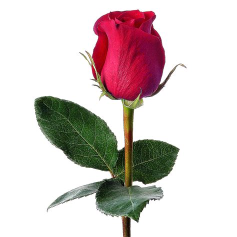 rose bud pictures clipartsco