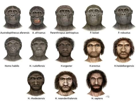 human evolution human evolution tree human evolution prehistoric man