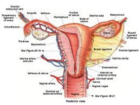 10 Interesting The Female Reproductive System Facts My