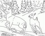 Coloring Pages Forest Animals Animal Popular sketch template
