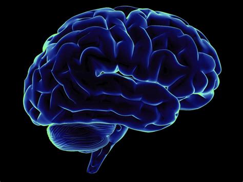 curiosidades sobre el cerebro   conocias mentes curiosas