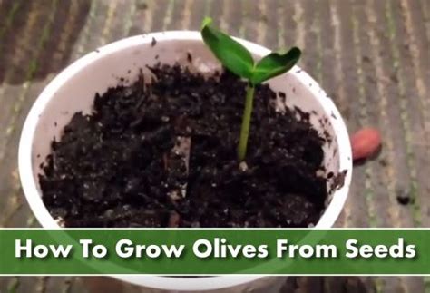 grow olive trees  seed   grow olives growing olive