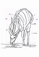 Coloring Pages Antelope sketch template