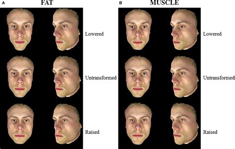 frontiers the influence of body composition effects on male facial