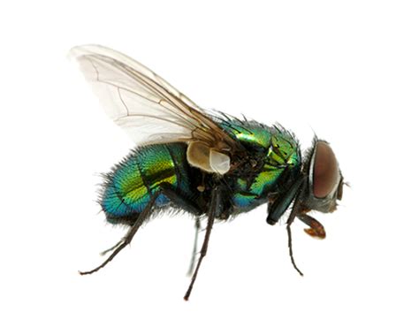 green fly png image