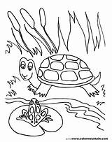 Pond Coloring Pages Frog Turtle Drawing Lily Pad Fish Printable Preschoolers Shell Life Color Getdrawings Sea Getcolorings Habitat Print Animals sketch template