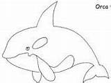 Orca Orque Coloriage Dessin Coloring Imprimer Et Whale Colorear Para Dauphin Whales Pages Killer Dibujos Orcas Imagenes Animales La Fotos sketch template