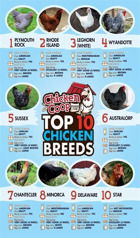 Top 10 Chicken Breeds The Best Egg Laying Chickens For Your Homestead