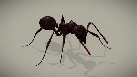 ant buy royalty free 3d model by kyan0s [7e72cde] sketchfab store