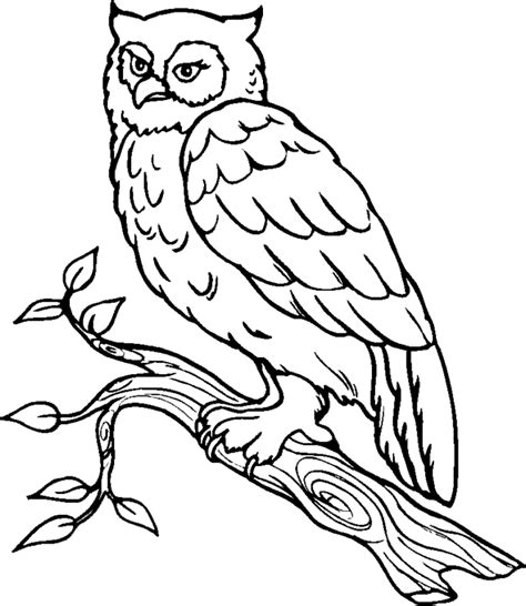 snowy owl pictures  print coloring home