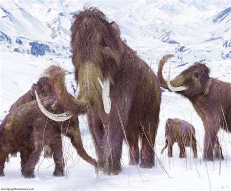 woolly mammoth facts  kids adults meet  famous ice age animal
