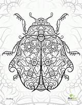 Coloring Pages Ladybug Printable Adult Zentangle Adults Colouring Beetle Color Abstract Comments Book Animals Popular Coloringhome sketch template