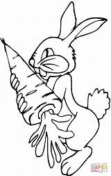 Rabbit Carrot Coloring Pages Bunny Holds Printable Online Color Popular sketch template