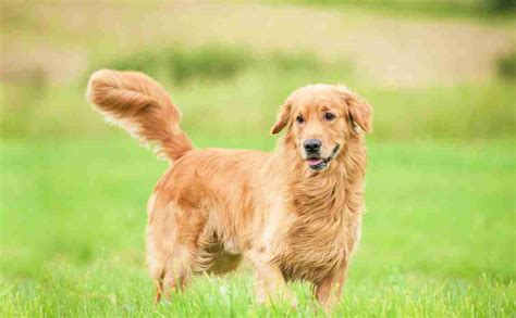 understanding  dogs tail movements hypro premium