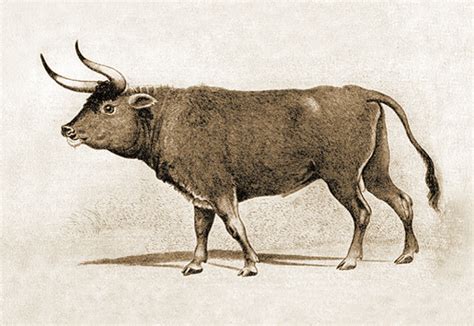 aurochs died  poland  large wild cattle