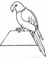 Coloring Parrot Macaw Pages Fish Flying Scarlet Drawing Getcolorings Getdrawings Color Printable sketch template