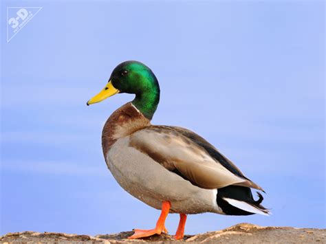 mallard duck  pet productsd pet products