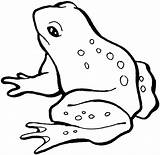 Frog Coloring Pages sketch template