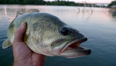 What Do Bass Eat Best Baits That Actually Work Cast And Spear