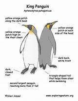 Penguin King Diagram Coloring Color Exploringnature 1275 57kb sketch template