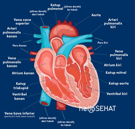 bagian jantung  fungsinya bertugas memompa darah   tubuh