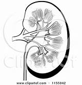 Kidney Kidneys Aum Hinduism sketch template