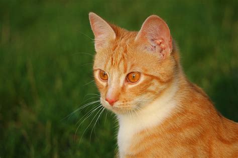 photo cat kitten red mackerel tabby  image  pixabay