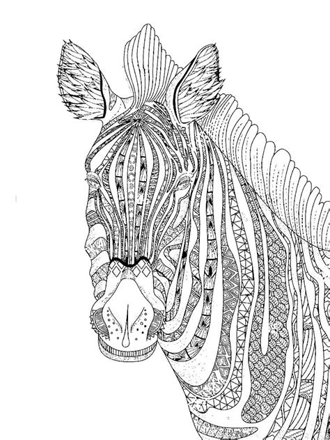 zebra coloring pages  adults