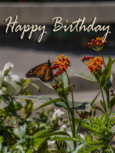 happy birthday butterfly  stock photo public domain pictures