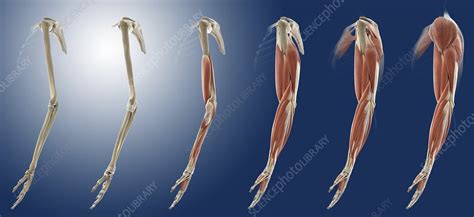 arm anatomy artwork stock image  science photo library