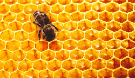 ¿por qué las abejas son las más importantes del mundo aquí te explicamos