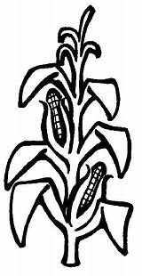 Corn Stalk Coloring Getcolorings sketch template