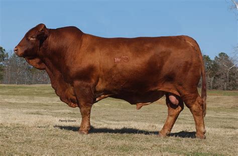 Beefmaster Cattle Info Size Lifespan Uses And Pictures