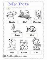 Pets Worksheets Activities Pet Preschool Animal English Kids Worksheet Esl Vocabulary Choose Board Espemoreno Picasa Es sketch template