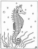 Seahorse Coloriage Seepferdchen Hippocampe Colorir Marinho Cavalo Colorat Marins Morski Konik Ausmalbilder Marinos Seahorses Kolorowanki Coloriages Caluti Marinhos Adults Dessin sketch template