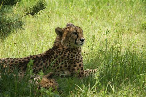 jachtluipaard  safaripark beekse bergen cute animals animals cheetahs