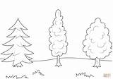Trees Coloring Pages Printable Public sketch template