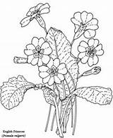 Primrose Coloring Flower Drawing Printable Pages Designlooter Book 41kb 287px Primroses Adults Choose Board Drawings sketch template