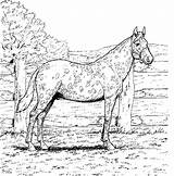 Pferde Ausmalbilder Imprimer Chevaux Malvorlagen Sauvages Appaloosa Ausdrucken Ponys Paarden Cheval Schleich Kleurplaten Pferd Kinderbilder Ausmalbild Animaux Erwachsene Wilde Supercoloring sketch template