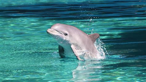 newborn dolphin calf   mirage named  las vegas sports teams ksnv