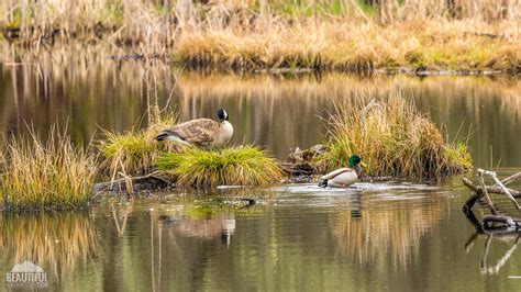 list  wildlife refuges  washington state