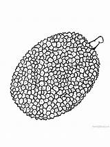 Jackfruit Fruits Realistic Kavaii Gaddynippercrayons sketch template