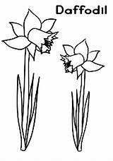 Daffodil Coloring Flower Netart sketch template