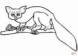 Aye Lemur Coloring Pages Clipart Drawing Printable Color Kids Clipground Categories sketch template
