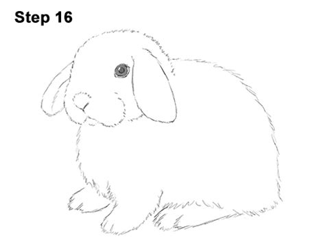 draw  holland lop bunny