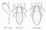 Lice sketch template