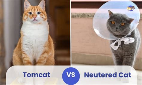 tomcat  neutered cat physical behavioral comparison