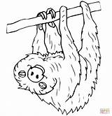 Sloth Coloring Toed Two Pages Color Printable Sloths Template Clipart Drawing sketch template