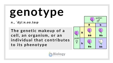 définition du génotype et exemples creative saplings