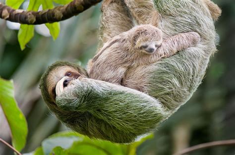 sloths  endangered